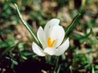 Fiori 004 (104176 bytes - 1024x768)