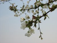 Fiori 130 (82638 bytes - 1024x768)