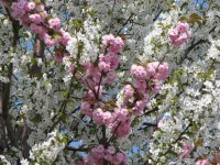 Fiori 245 (341397 bytes - 1024x768)