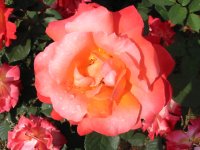Rosa 001 (141353 bytes - 1024x768)