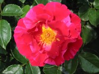 Rosa 002 (146663 bytes - 1024x768)