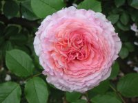 Rosa 009 (129136 bytes - 1024x768)