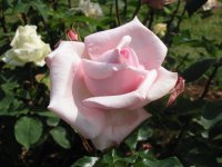 Rosa 017 (127856 bytes - 1024x768)