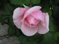 Rosa 037 (102222 bytes - 1024x768)