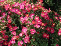 Rosa 050 (284184 bytes - 1024x768)