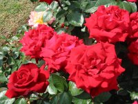 Rosa 051 (205474 bytes - 1024x768)