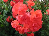 Rosa 053 (165596 bytes - 1024x768)