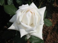 Rosa 054 (109877 bytes - 1024x768)