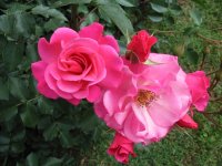 Rosa 055 (158489 bytes - 1024x768)