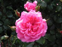 Rosa 058 (138249 bytes - 1024x768)