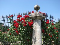 Rosa 144 (272551 bytes - 1024x768)