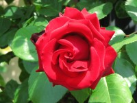 Rosa 175 (133620 bytes - 1024x768)