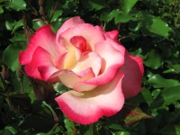 Rosa 186 (145963 bytes - 1024x768)