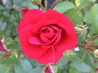 Rosa 098 (134134 bytes - 1024x768)