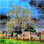 Albero