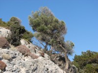 Panorama 1460 (296276 bytes - 1024x768)