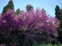 Albero fiorito - 1024x768