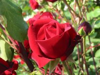 Rosa 085 (154211 bytes - 1024x768)