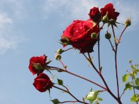 Rosa 086 (126495 bytes - 1024x768)