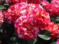 Rosa 087 (187746 bytes - 1024x768)