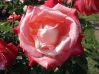 Rosa 088 (147639 bytes - 1024x768)