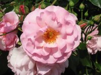 Rosa 089 (146977 bytes - 1024x768)