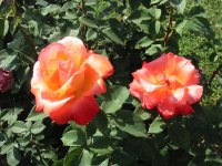 Rosa 090 (192567 bytes - 1024x768)