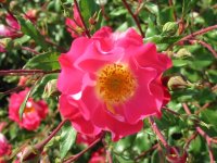 Rosa 091 (172377 bytes - 1024x768)