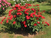Rosa 092 (301268 bytes - 1024x768)