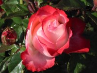 Rosa 093 (133245 bytes - 1024x768)