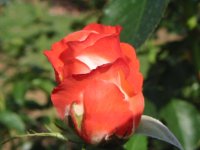 Rosa 094 (108076 bytes - 1024x768)