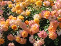 Rosa 095 (233341 bytes - 1024x768)