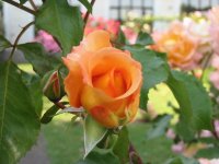 Rosa 096 (128026 bytes - 1024x768)
