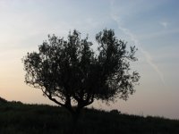 Panorama 962 (159738 bytes - 1024x768)